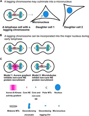 Frontiers | Aurora Kinases: Generators Of Spatial Control During Mitosis